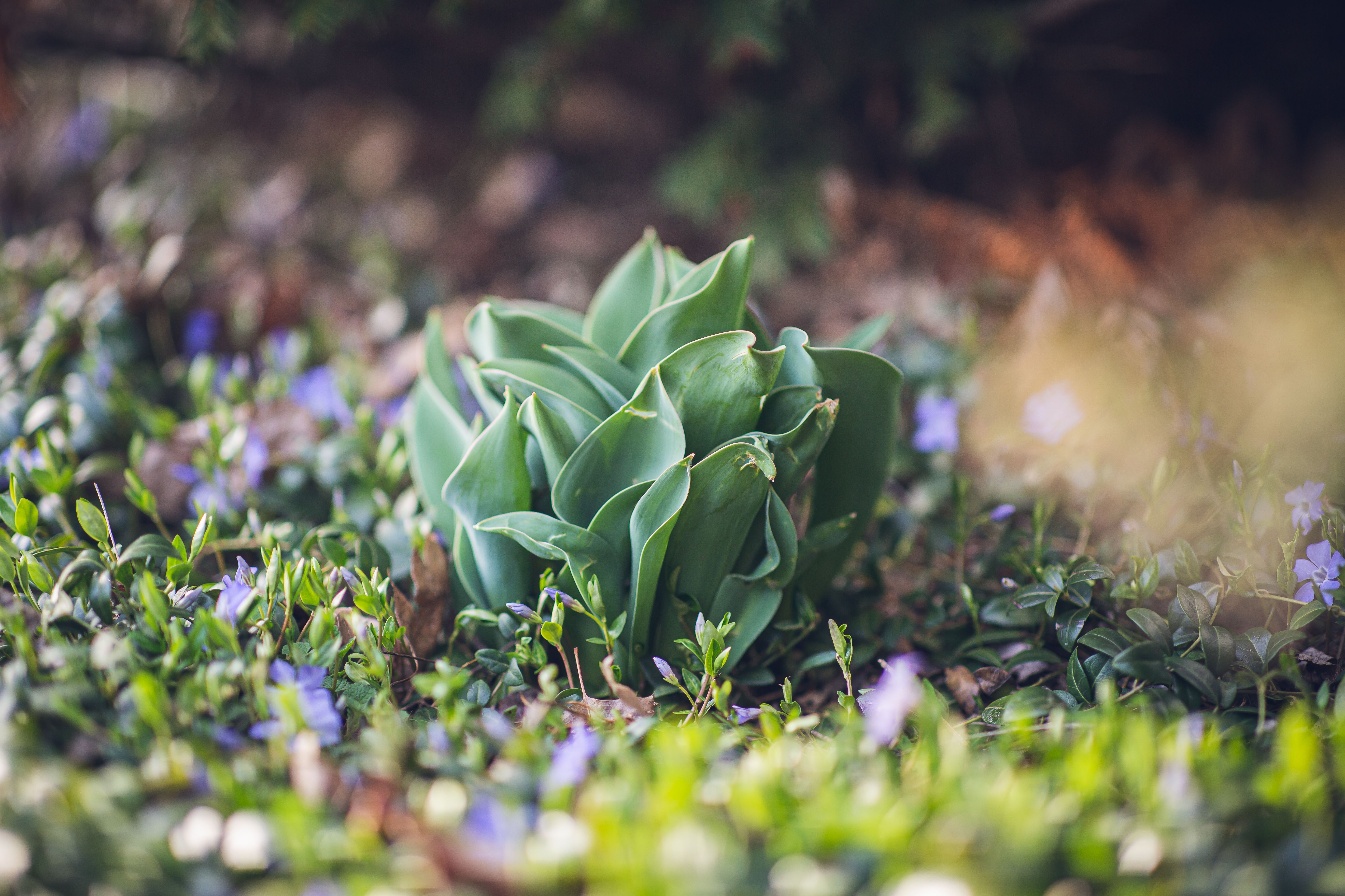 Hostas - low growing flowering perennials