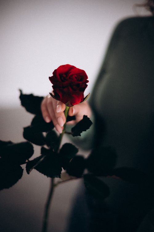 Free Close-up of a woman's hand holding a vibrant red rose against a muted background, evoking elegance and tenderness. Stock Photo