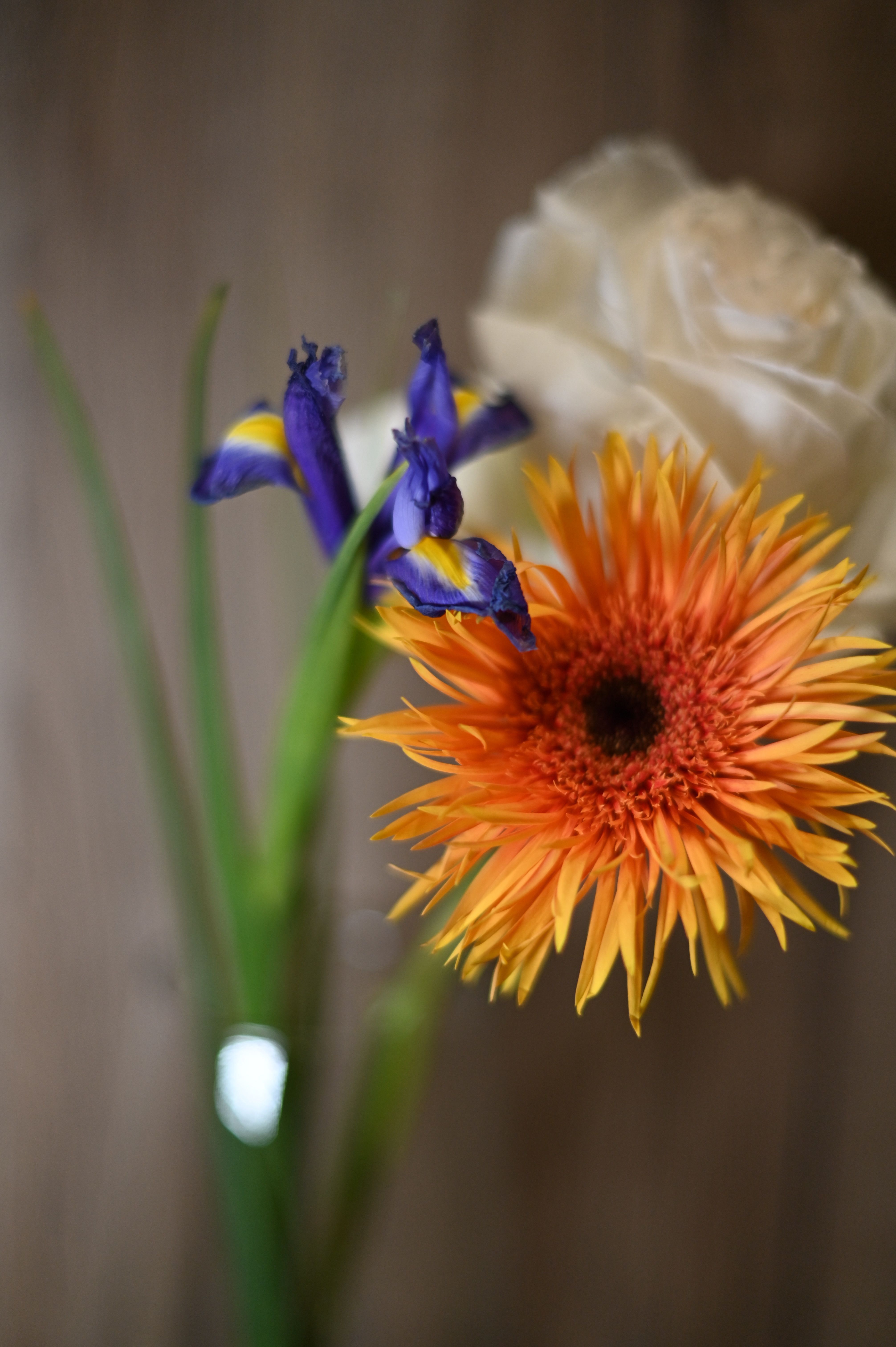 [ColoSach]-close-up-of-an-orange-gerbera-daisy-with-iris-and-rose-in-a-neutral-background.