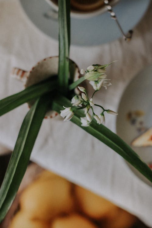 Immagine gratuita di avvicinamento, cibo, fiore