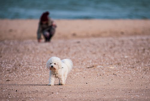 A Small White Dog Running on a Beach 