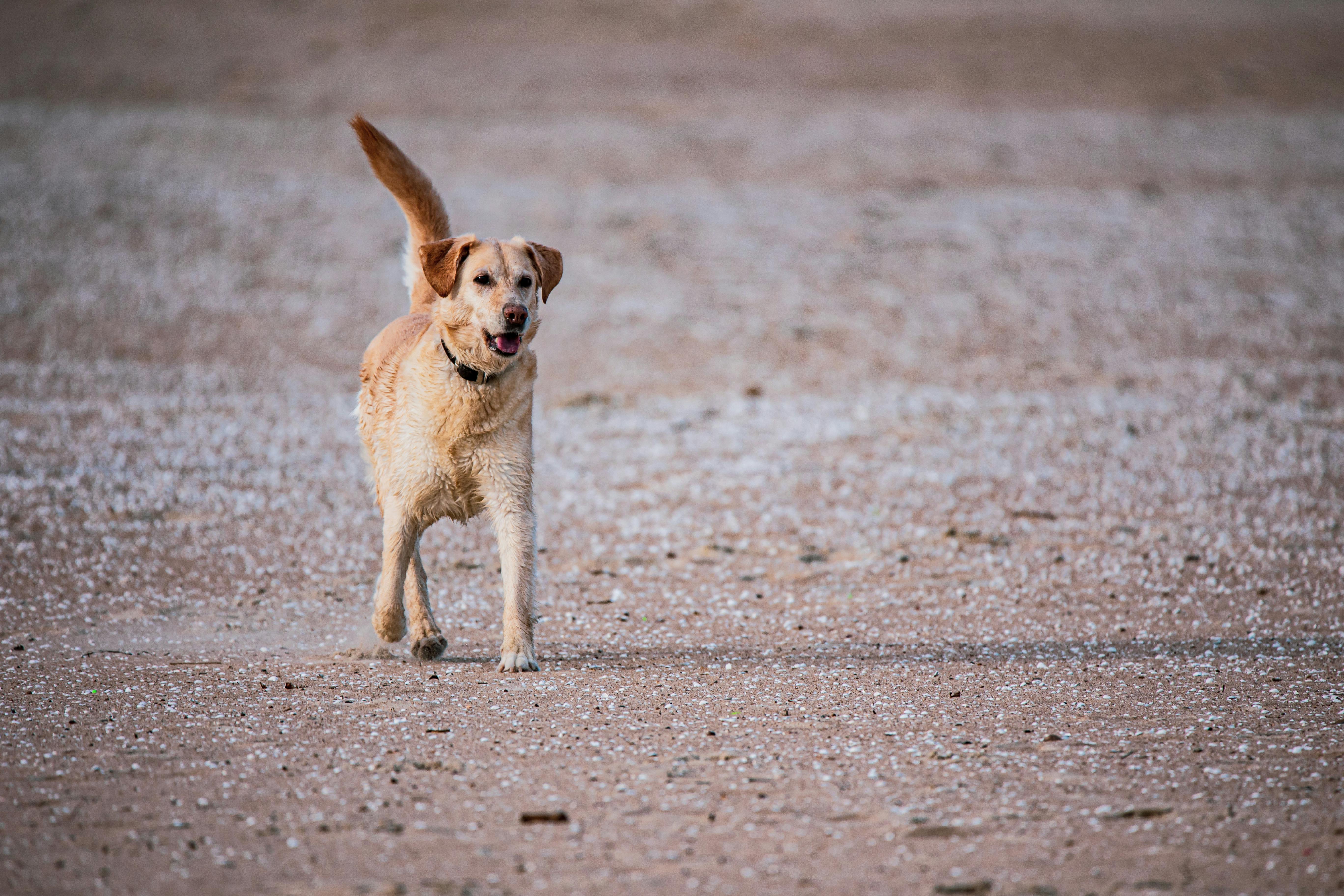A joyful golden retriever runs happily on a sandy beach, showcasing its playful nature.