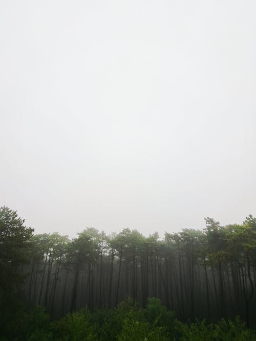 Gratis stockfoto met donkere bos achtergrond, herfst bos, mist