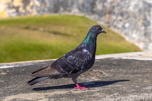 Close-up of a Pigeon on a Stone 