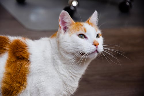 Chat Brun Et Blanc