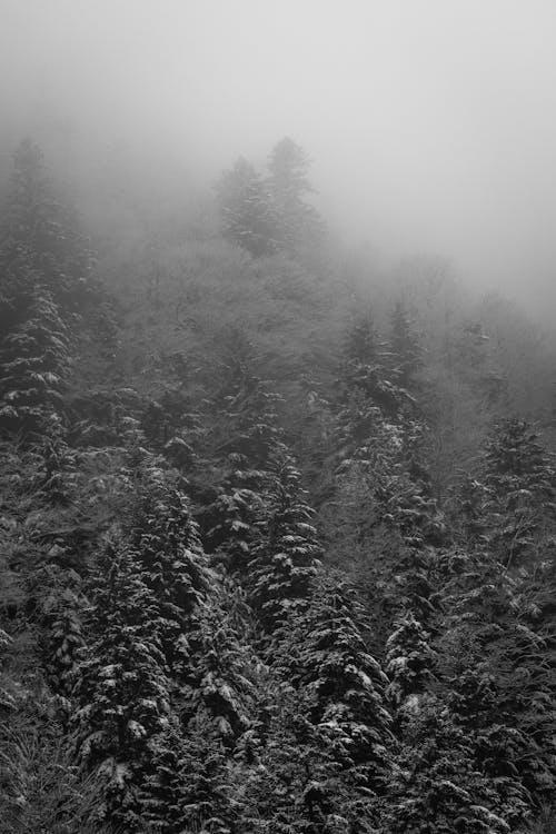 A Forest in Winter 