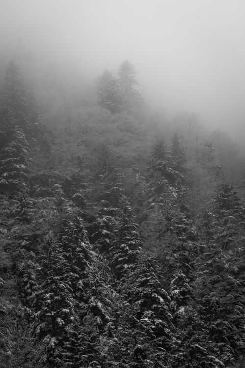 Free Snow-covered evergreen trees in a foggy winter forest, creating a mystical and serene atmosphere. Stock Photo