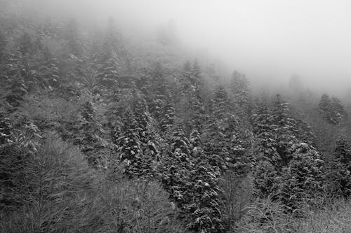 Бесплатное стоковое фото с деревья, зима, лес