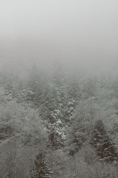 Misty aerial shot of a serene snow-covered winter forest with pine and frost-laden trees.