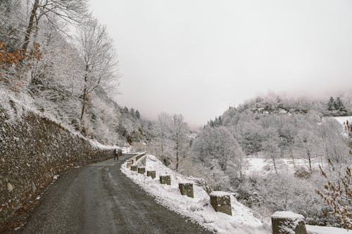 Foto d'estoc gratuïta de arbres, carretera, constipat