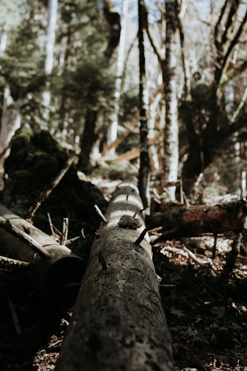 Foto profissional grátis de casca, floresta, madeiras