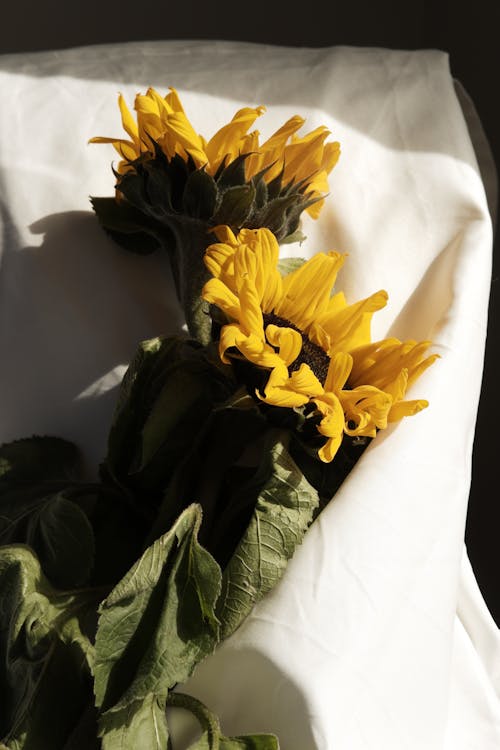 Sunflowers Lying on White Cloth