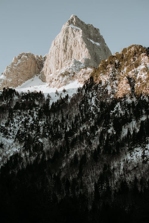 Foto d'estoc gratuïta de arbres, bosc, cel blau