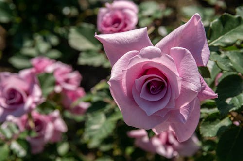 Close-up of Blooming Rose in Garden