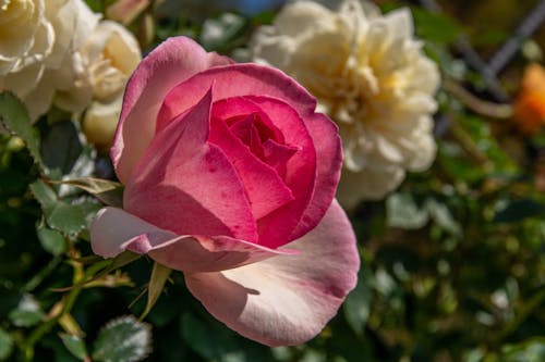 Close-up of a Pink Rose in the Garden 