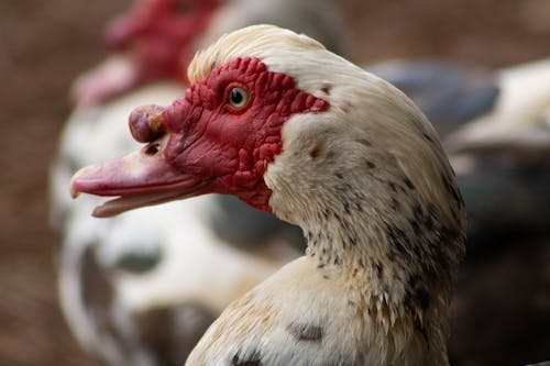 Close-up of a Domestic Muscovy Duck