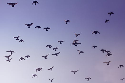 清澈的蓝天上，一群鸟儿自由飞翔，构成一幅宁静的场景