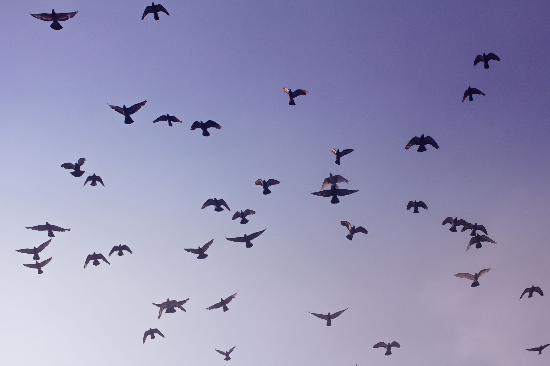 Low Angle Photography of Flock of Birds Flying in the Sky