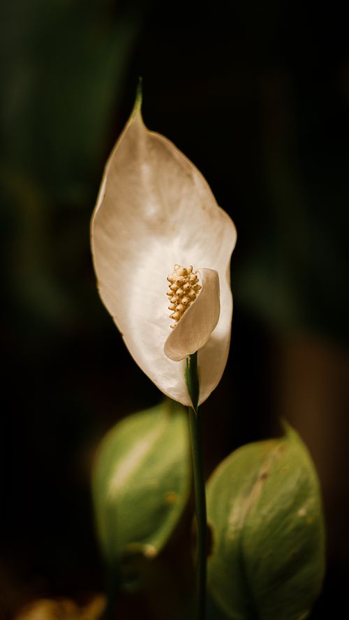 Free A peaceful close-up of a blooming peace lily (Spathiphyllum wallisii) with soft lighting. Stock Photo