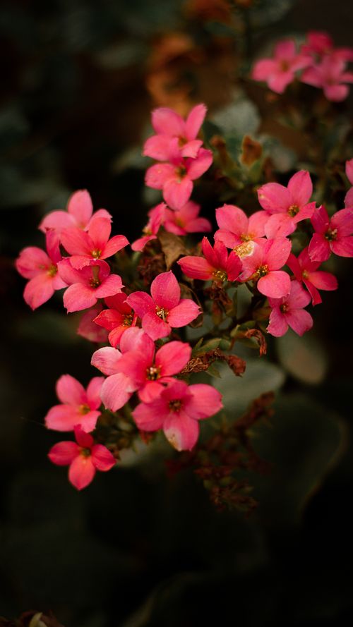 Free A stunning close-up of vibrant pink Kalanchoe flowers blooming in a garden, showcasing nature's beauty. Stock Photo
