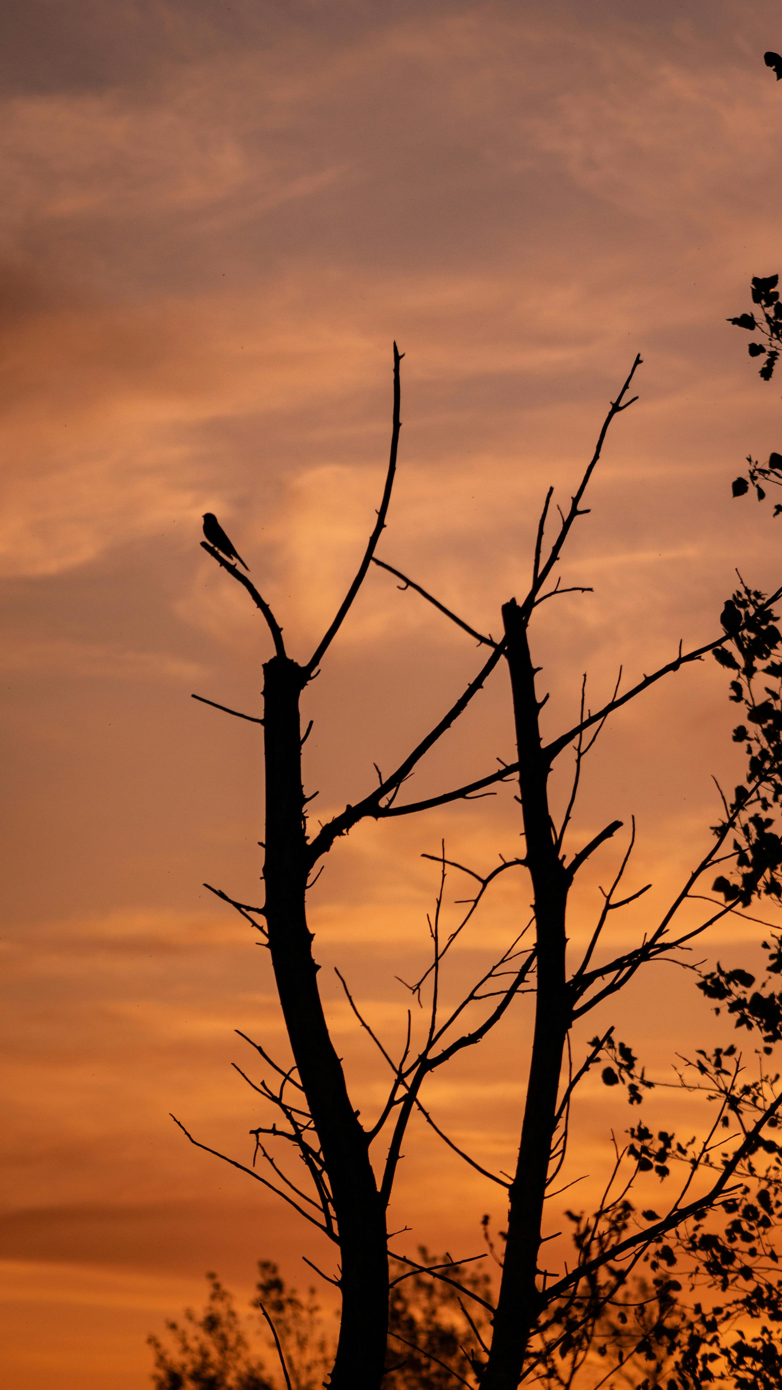 Silhouetted Trees At Sunset · Free Stock Photo