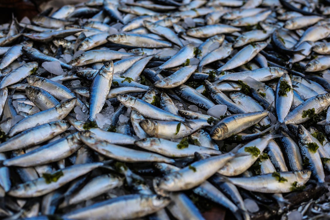 Free Photo of Pile Of Fish Stock Photo