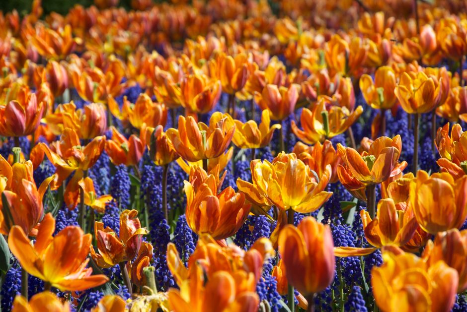 Ottawa's Tulip Festival Gets a New Immersive Trail Among 300,000 Blooms