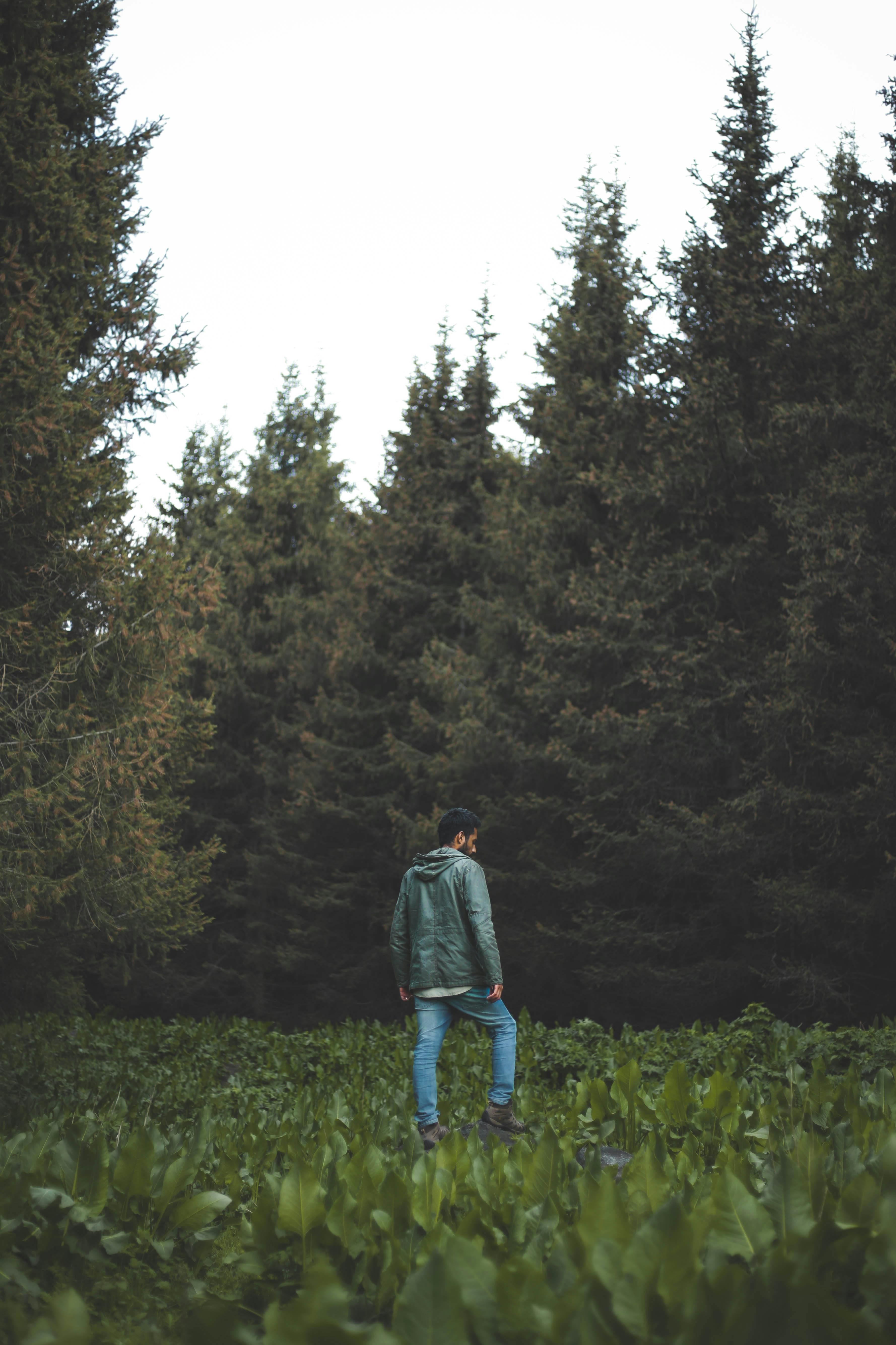 A man in jeans and a jacket walks through a dense evergreen forest in Kyrgyzstan, showcasing nature's beauty.