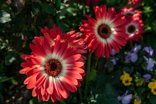 Close-up of vibrant red gerbera daisies in a garden, showcasing their striking colors.