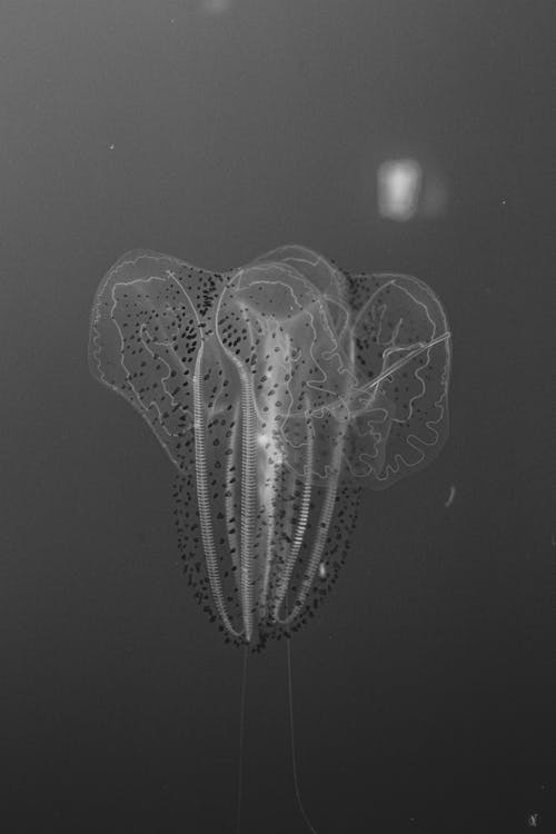 Imagine de stoc gratuită din faună sălbatică, fotografiere verticală, meduză