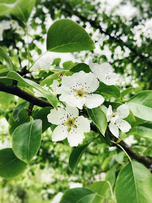 Close-up of Flowers on a Pear Tree