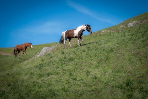 Horses on Hill
