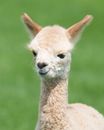 Photo Of A Llama