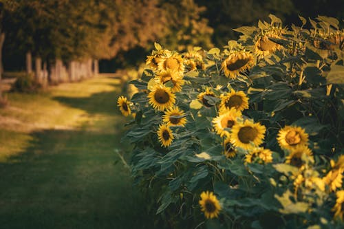 Imagine de stoc gratuită din creștere, floarea-soarelui, floră