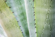 葡萄牙阿索雷斯多刺龙舌兰叶的详细视图，可见其锋利的刺