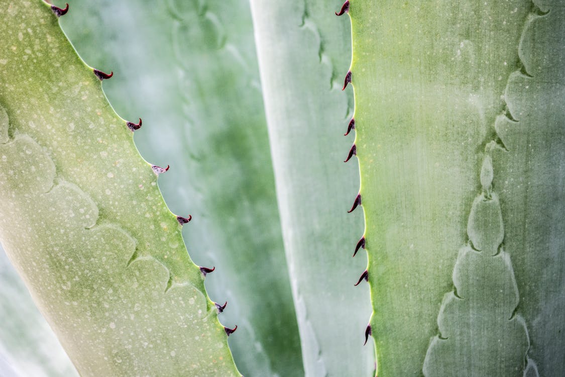 Close-up Photography of Aloe Vera Plant