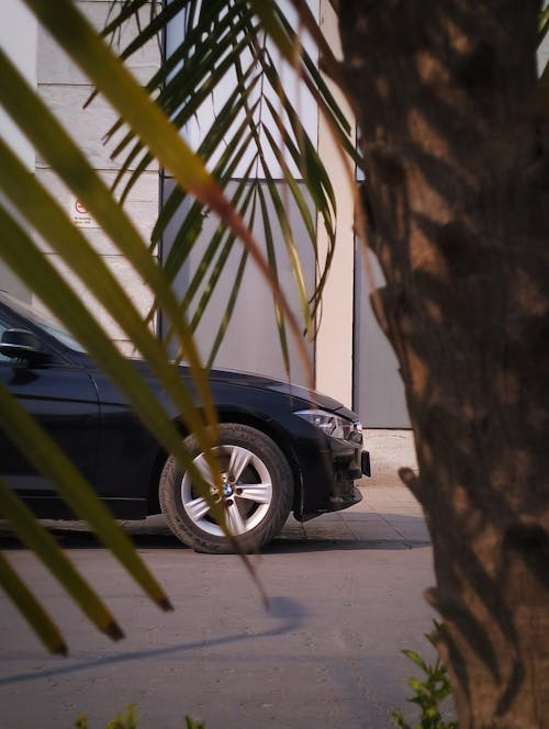 Car Seen through Fronds