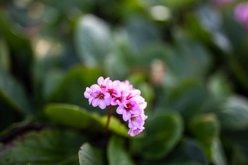 Ảnh lưu trữ miễn phí về bergenia, cận cảnh, hệ thực vật