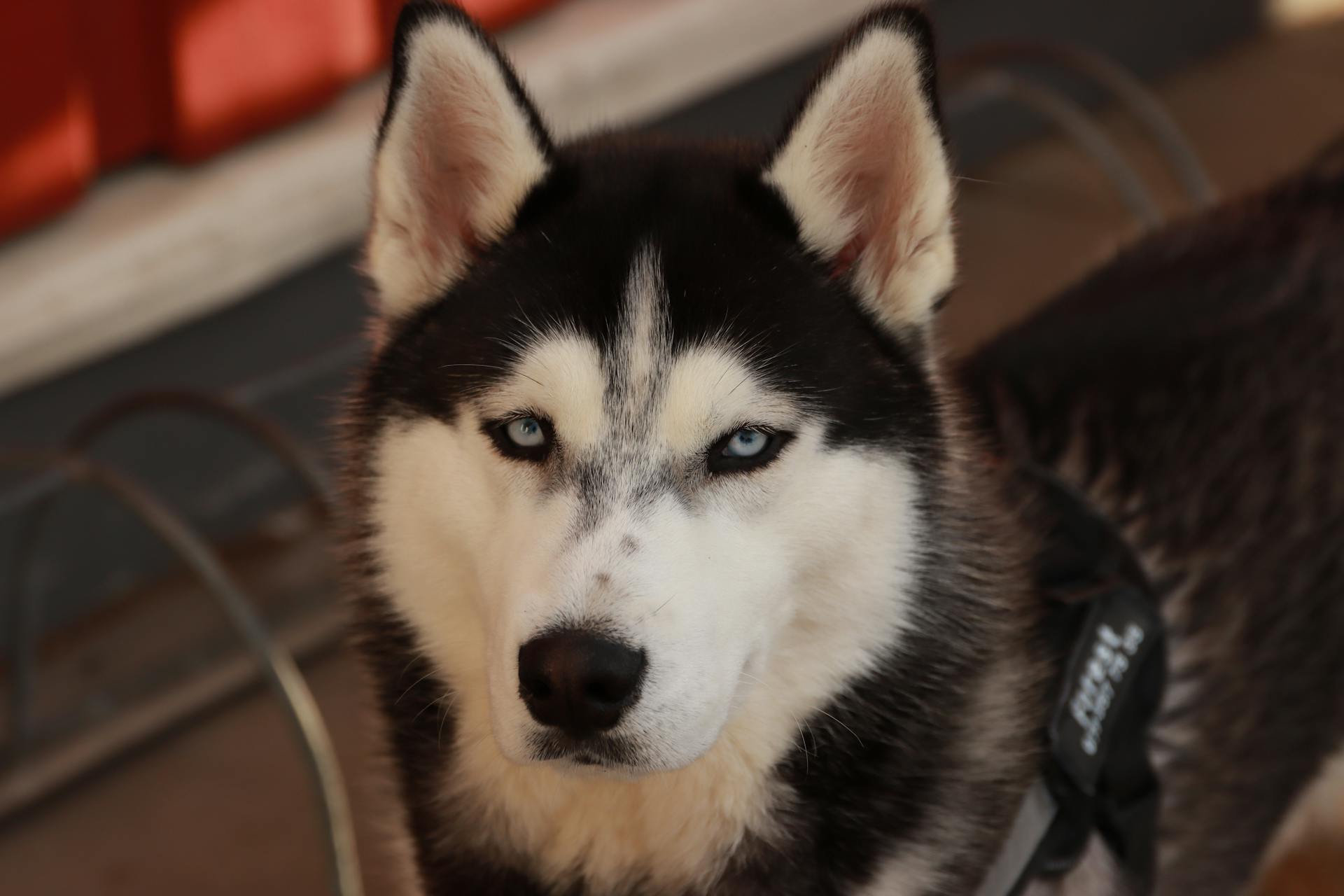 Portrait of a Husky Dog