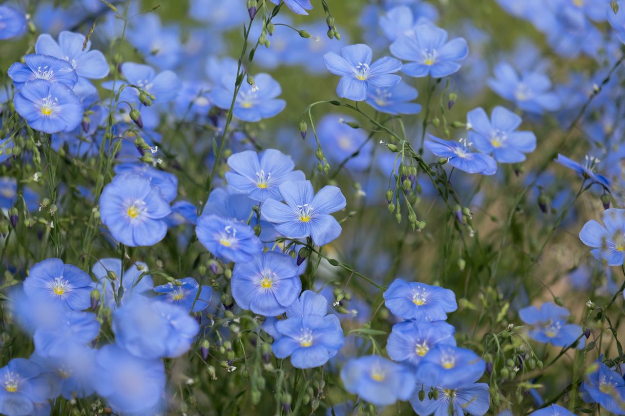 bright blue flax flowers in full bloom in a lush meadow capturing the