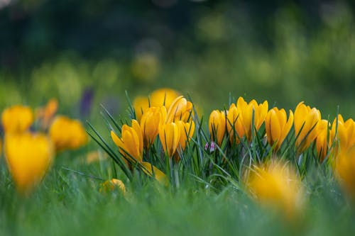 Yellow Crocus Flowers on Ground
