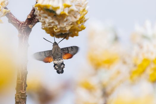 A hummingbird moth hovers as it feeds on vibrant yellow flowers outdoors.