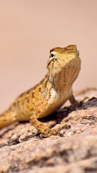 lizard photo
