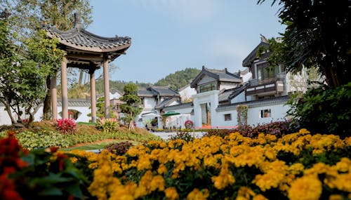 Fotos de stock gratuitas de crecimiento, cultura asiática oriental, floreciente