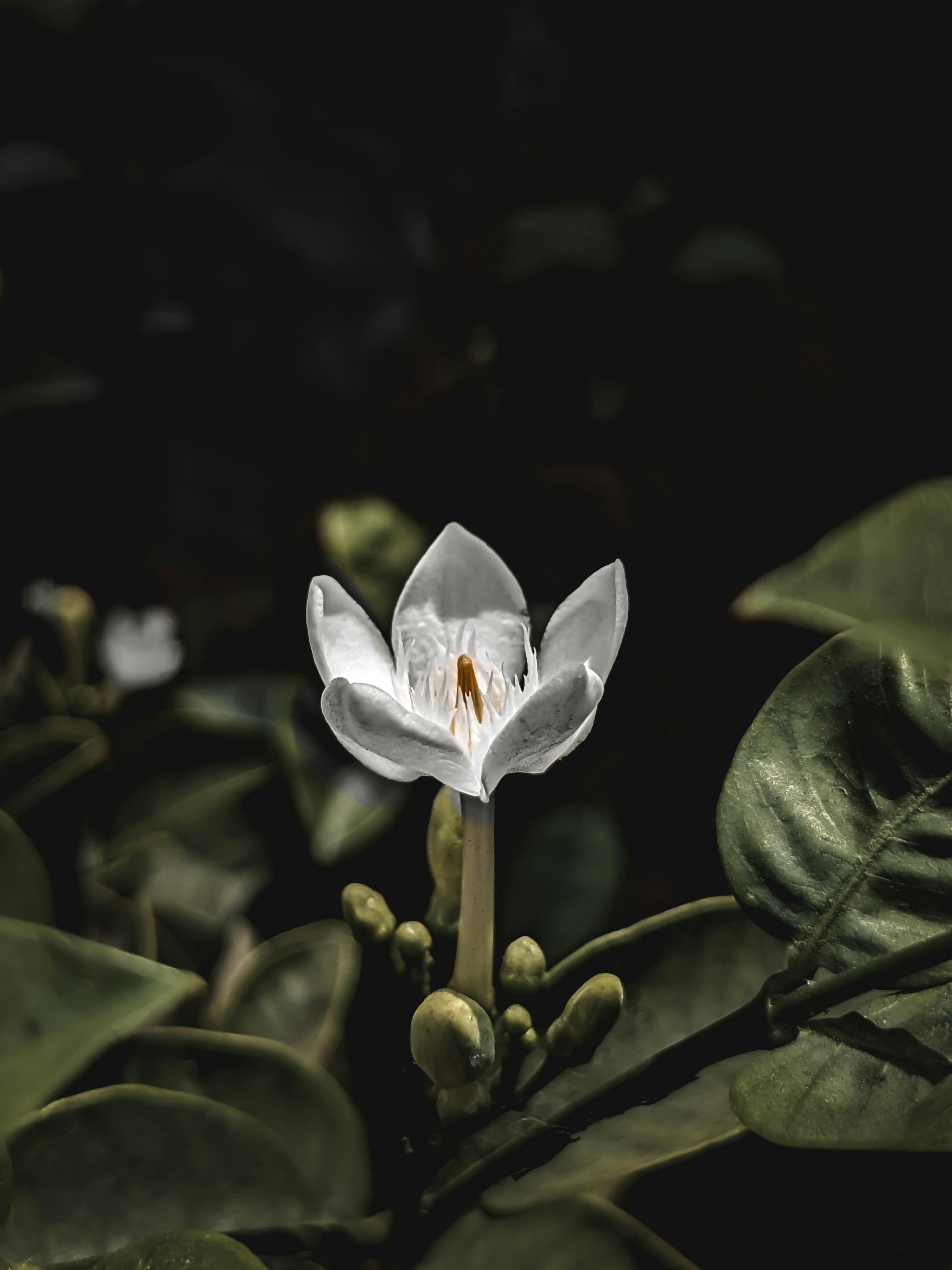 Free Close-up of a white flower against dark leaves, capturing the essence of nature's elegance. Stock Photo