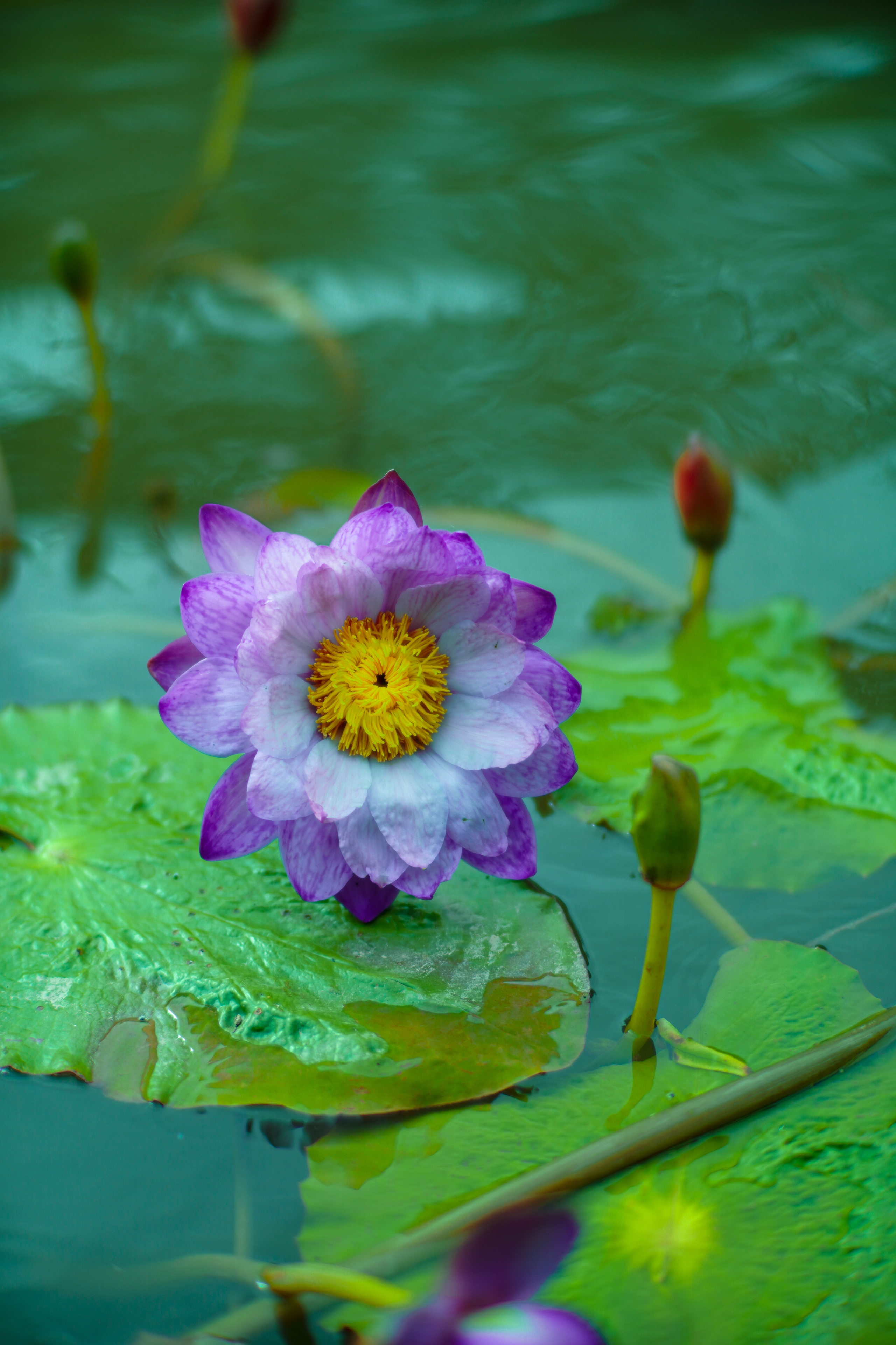 Close up of Purple Flower among Water Lilies · Free Stock Photo