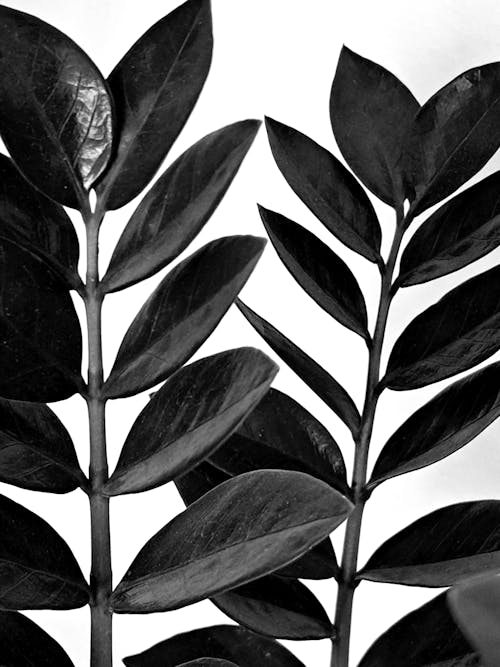 Leaves in Black and White
