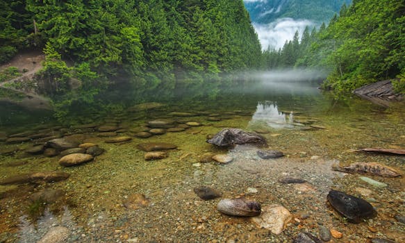 Tranquil river scene in Maple Ridge, BC, with clear water and lush green forest on a misty day.