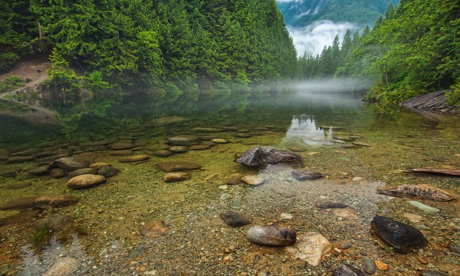 Clear natural river surrounded by lush green forest