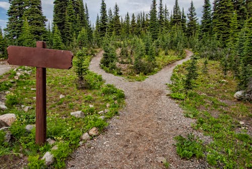 Free Photo of Pathway Surrounded By Fir Trees Stock Photo